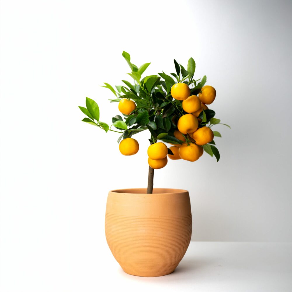 Agrume Calamondin