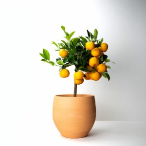 Agrume Calamondin