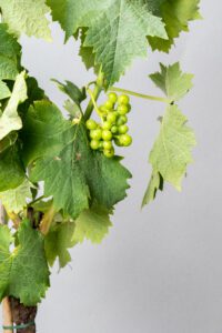 grape et feuille de vigne