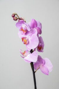 Détails orchidée rose en pot