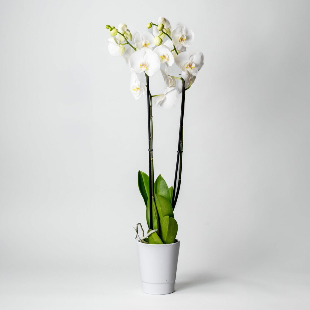 Orchidée blanche en pot