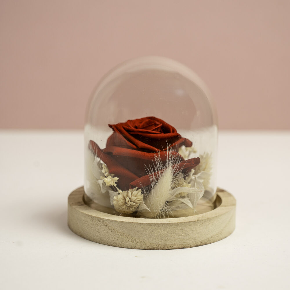 une rose rouge préservée, placée sous une cloche en verre sur une base en bois clair. Autour de la rose, des fleurs séchées et des brins de lagurus apportent une touche naturelle et élégante. Le fond rose doux met en valeur cette composition délicate.